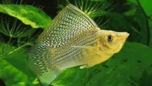 Rodinný petcilia (poeciliidae) popis historie geografie fotografie