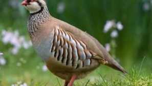 Šedá partridge, fotografie a popis ptáků