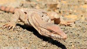 Šedá varan nebo pouštní varan