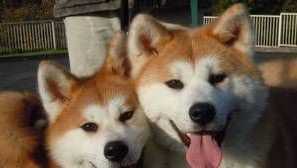 Štěňata akita inu: chovice plemene a střední ceny