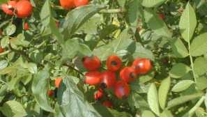 Šílení: pěstování, popis, účel, péče, reprodukce, fotografie, video