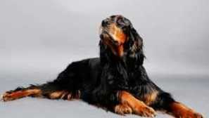 Skotský setter gordon - popis a vlastnosti plemene