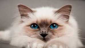 Siamská kočka. Rysy plemene