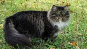 Sibiřský kočka plemeno