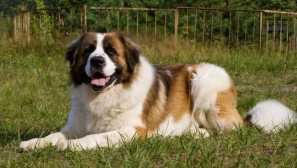 Signalizace se zuby: 7 plemen psů, s nimiž není strašně trávit noc v soukromém domě