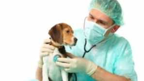 Symptomy a léčba cystitidy u psa doma