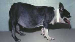 Cushing syndrom u psů