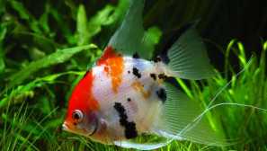 Scalariya koi: obsah a péče