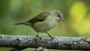 Slavka - nafoukavý pták s krásným hlasem