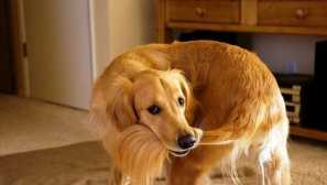 Legrační yula: proč psi běží na ocas