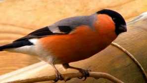 Bullfinches, které jste nevěděli