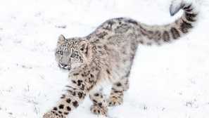 Sněhové tyče nebo irbis