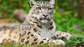 Sněhové tyče: zvířecí popis a jeho fotky