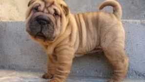 Sharpey pes: rysy plemene, charakteristika, popis