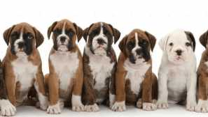 Psí plemeno boxer: popis, charakter, fotografie