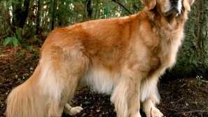 Dodržujte dietu: 6 plemen psů, náchylné k rychlému dodatečné hmotnosti