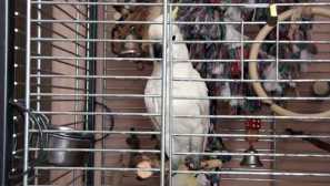 Obsah kohoutku a péče