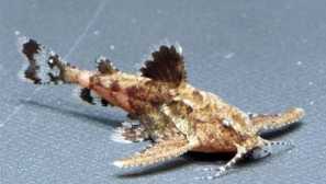 Omik kotva: obsah, fotografie, video, popis.