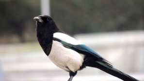 Čtyřicet - belobokok: jaké jsou známky o tomto ptáka říkají