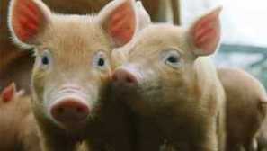 Složení domova a zakoupené krmiva pro prasata a selata