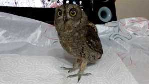 Owl singy - pet freelancers