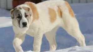 Centrální asijské pastýřové charakteristiky a rysy