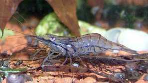 Skleněné krevety: obsah v akváriu, foto, kompatibilita