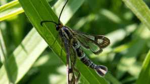 Sklo molo chamaesphecia astatiformis