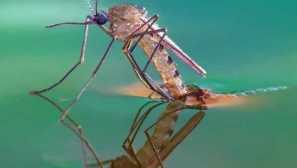 Mosquito struktura: popis, funkce, životní cyklus, reprodukce