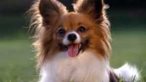 Psí křeče příčiny a léčba: první pomoc