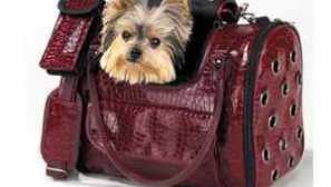 Bag-nesoucí pro psy - druhy a kritéria výběru