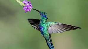 Šumivé kolísání