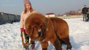 Tibetský doga: popis a obsah plemene, fotografie s člověkem, cena