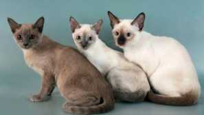 Tonkin cat: plemeno popis a zvířecí charakter, obsah a péče