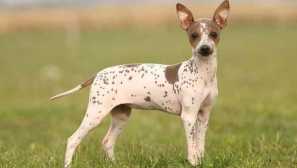 Top 15 nejvíce hypoalergenických psích plemen