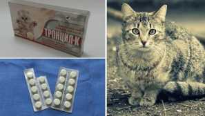 Troncile k pro kočky: dávková forma, terapeutický účinek