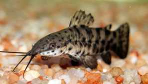 Tuberkulóza v akvarijních rybách