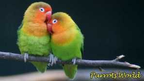 Péče a údržba protivníků doma