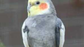 Péče a údržba papouška corella