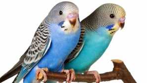 Wavy parrot beak care