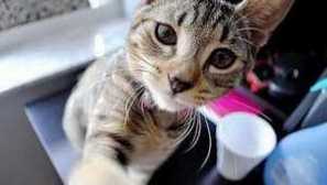 Péče o kočku po sterilizaci