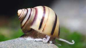 Snail sports: obsah, popis, reprodukce, fotografie.