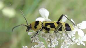 Usach proměnlivý nebo klitoris