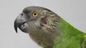 Parrotské uši: struktura a uspořádání sluchových orgánů