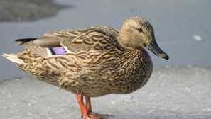 Duck-krakawa: životní styl, stanoviště v přírodě