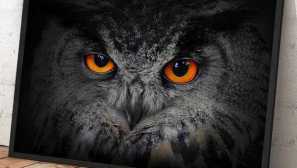 Jaký je rozdíl mezi filinem a sova