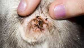 Doma nebo na klinice - léčba větve klíště u psů