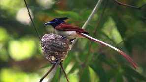 V rusku, také živé paradize ptáků