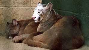 Nádherná zvířata s neuvěřitelnou barvou vitiligo