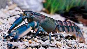 Nádherný fialový rakovina